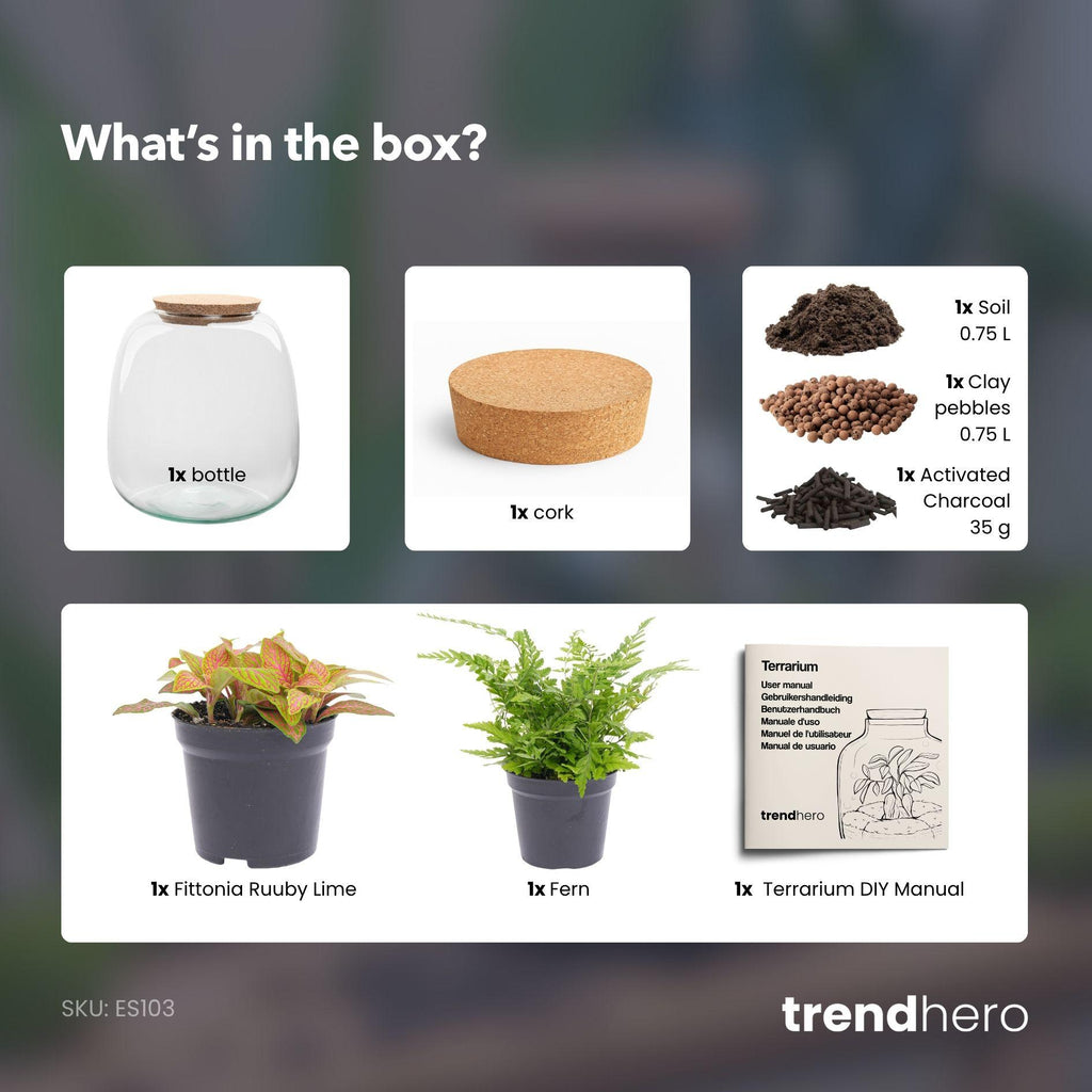 Pflanzenterrarium – Emma Mini – DIY-Set – ↑ 20 cm – Ø 19 cm – Fittonia Ruby Lime
