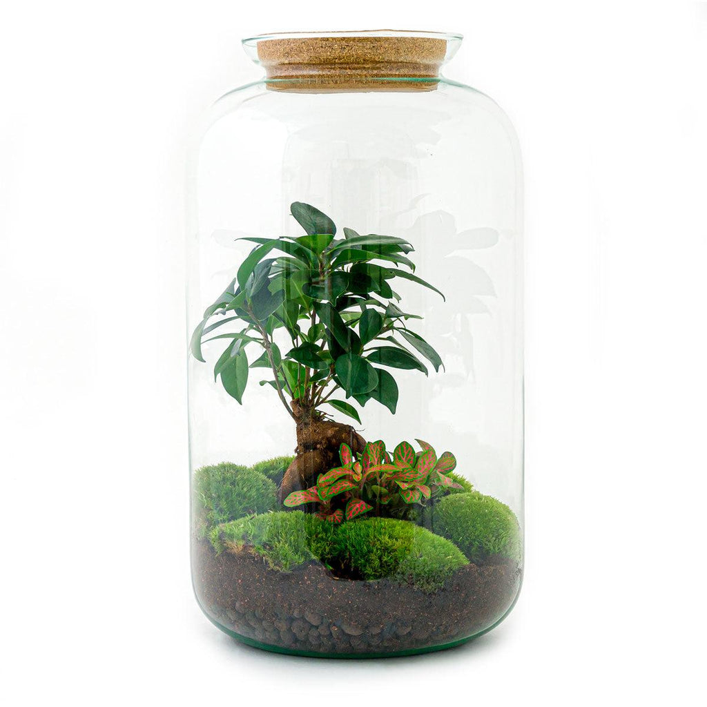 Flaschengarten - Sven Bonsai - ↕ 43 cm - Normal