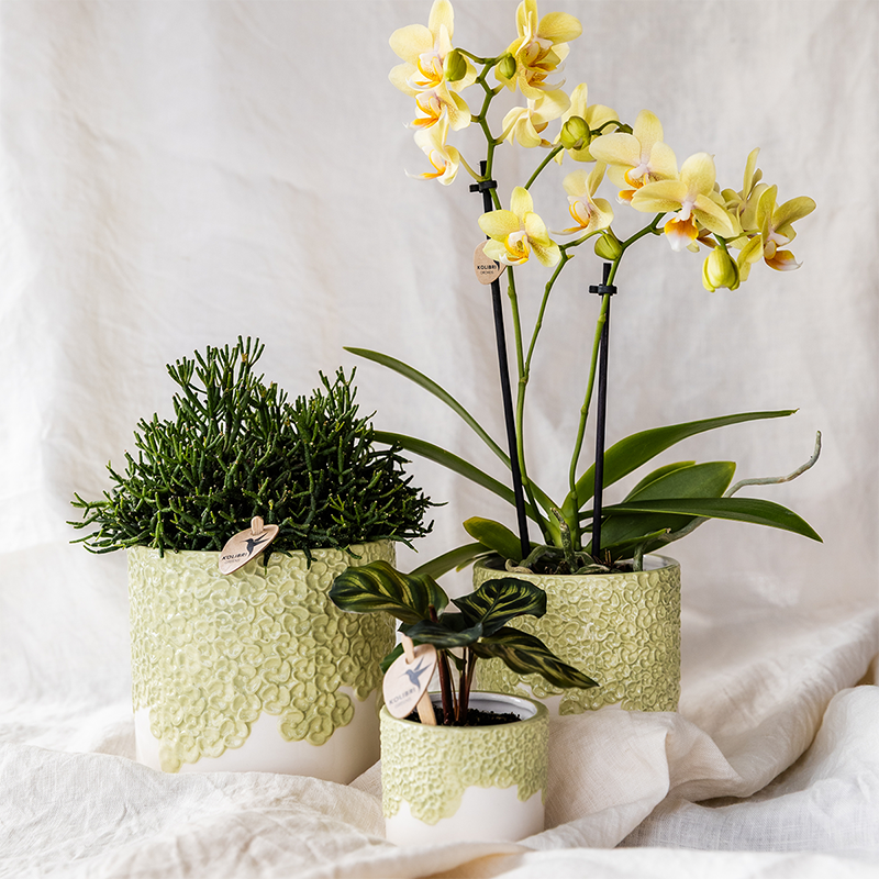 Blumentopf – Grün – Ø 9 cm