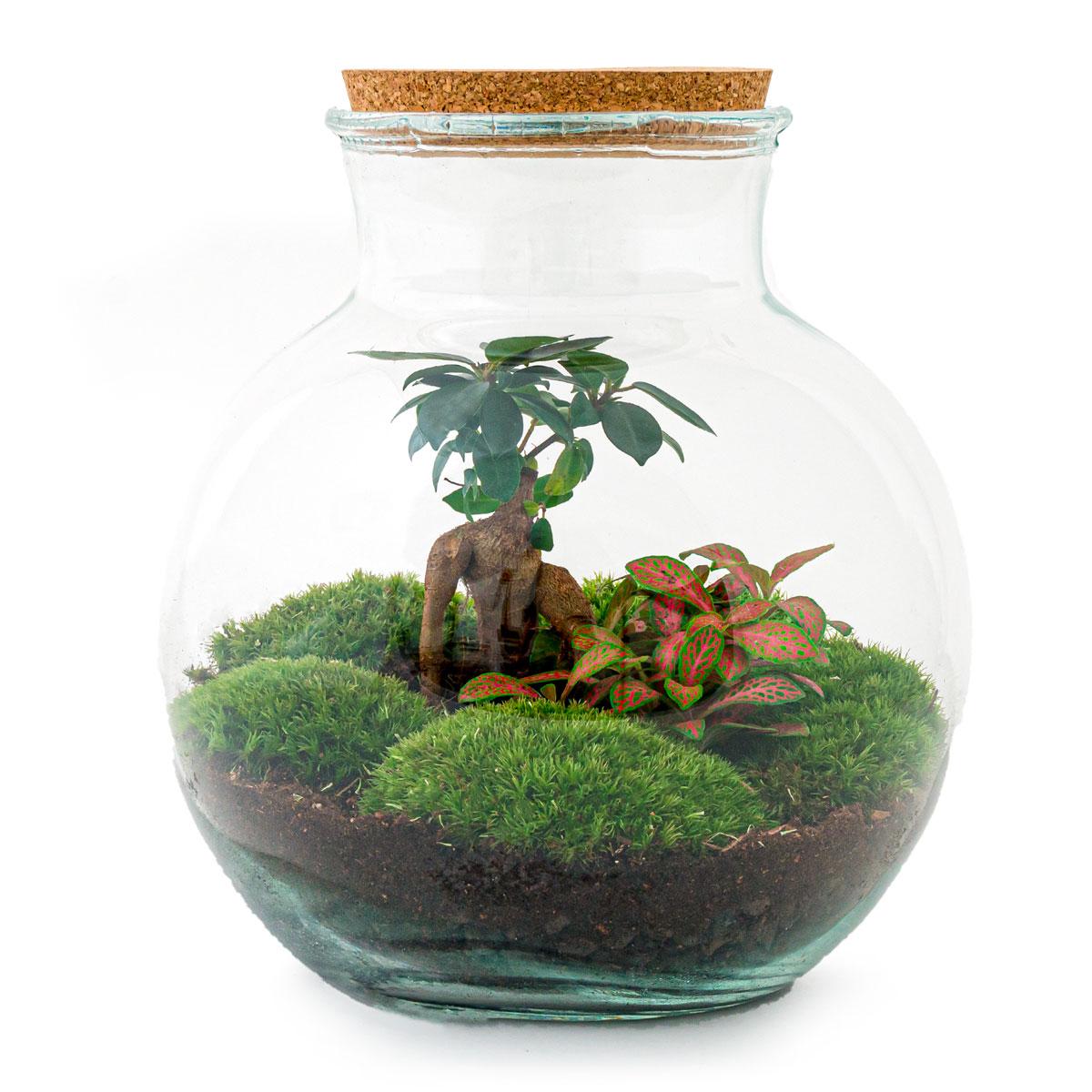 Flaschengarten - Teddy bonsai - ↕ 26,5 cm - Rechen + Schaufel + Pinzette + Schere