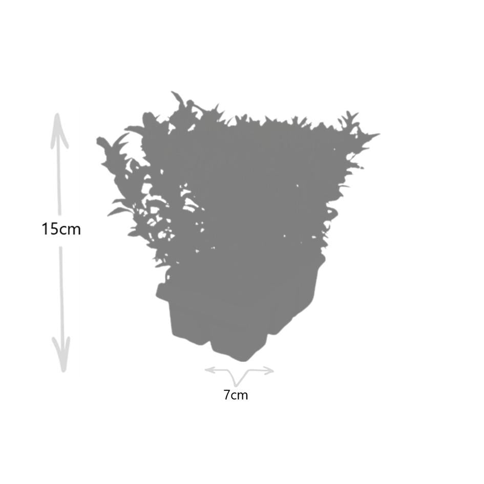 1x 6 Pack Euonymus 'Green Spire' -  Ø 7 cm - ↨ 15 cm