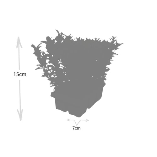 1x 6 Pack Euonymus 'Green Spire' -  Ø 7 cm - ↨ 15 cm