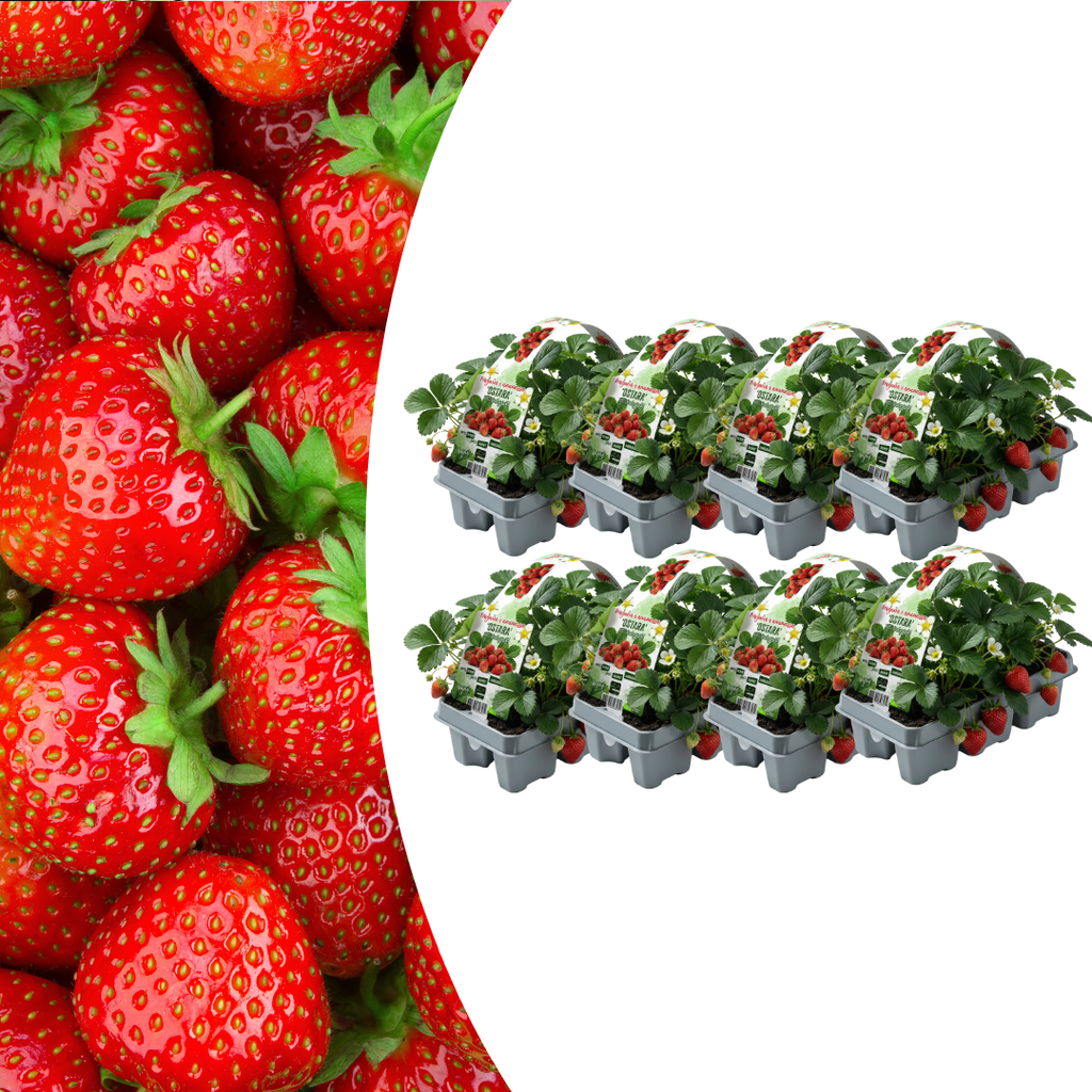 Erdbeeren,8 x  6er-Pack (Fragaria), 100 % biologisch