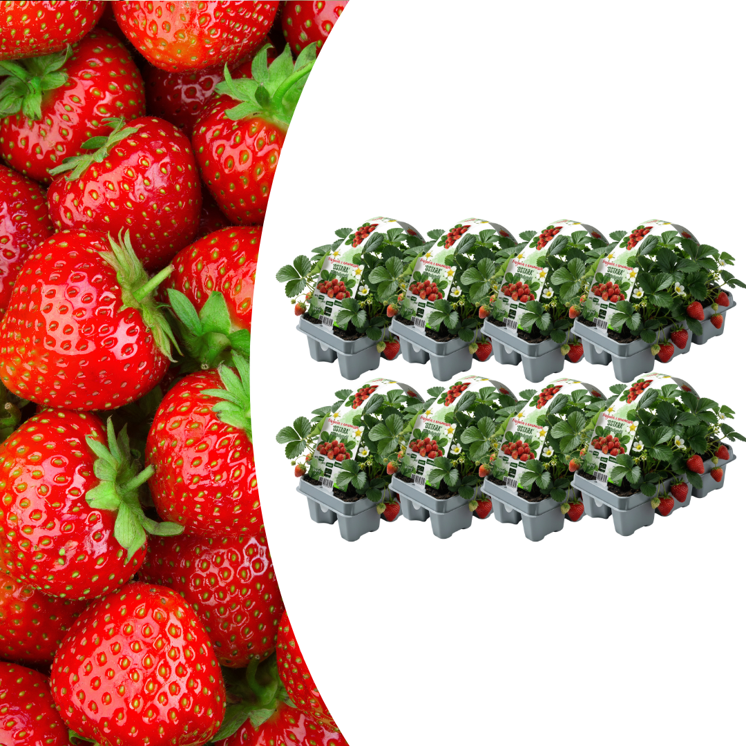 Erdbeeren,8 x  6er-Pack (Fragaria), 100 % biologisch