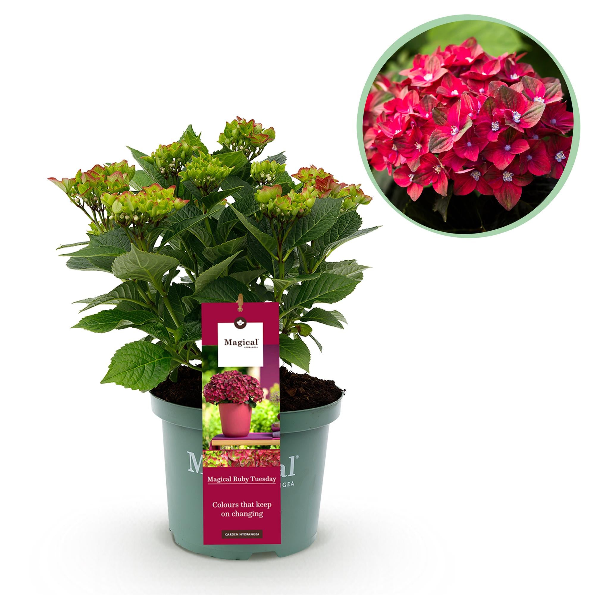 Green boutiQ - Balkonpflanze - Hortensie - Hydrangea Magical Teusday & Saphire - Rot - 6-10 Blumen - Topf 23cm Höhe 55cm