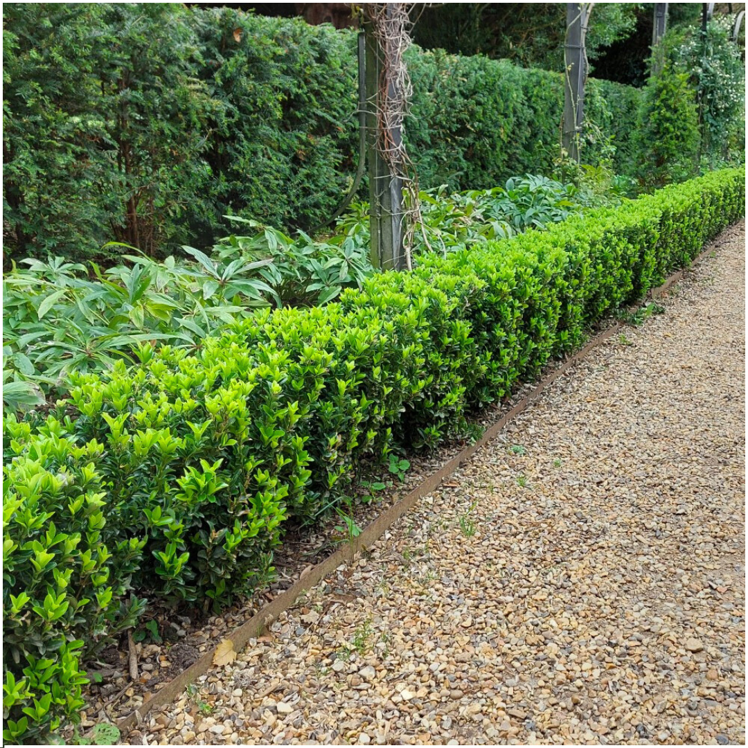 2 x 6er-Pack Euonymus 'Green Spire' – Ø 7 cm – ↨ 15 cm