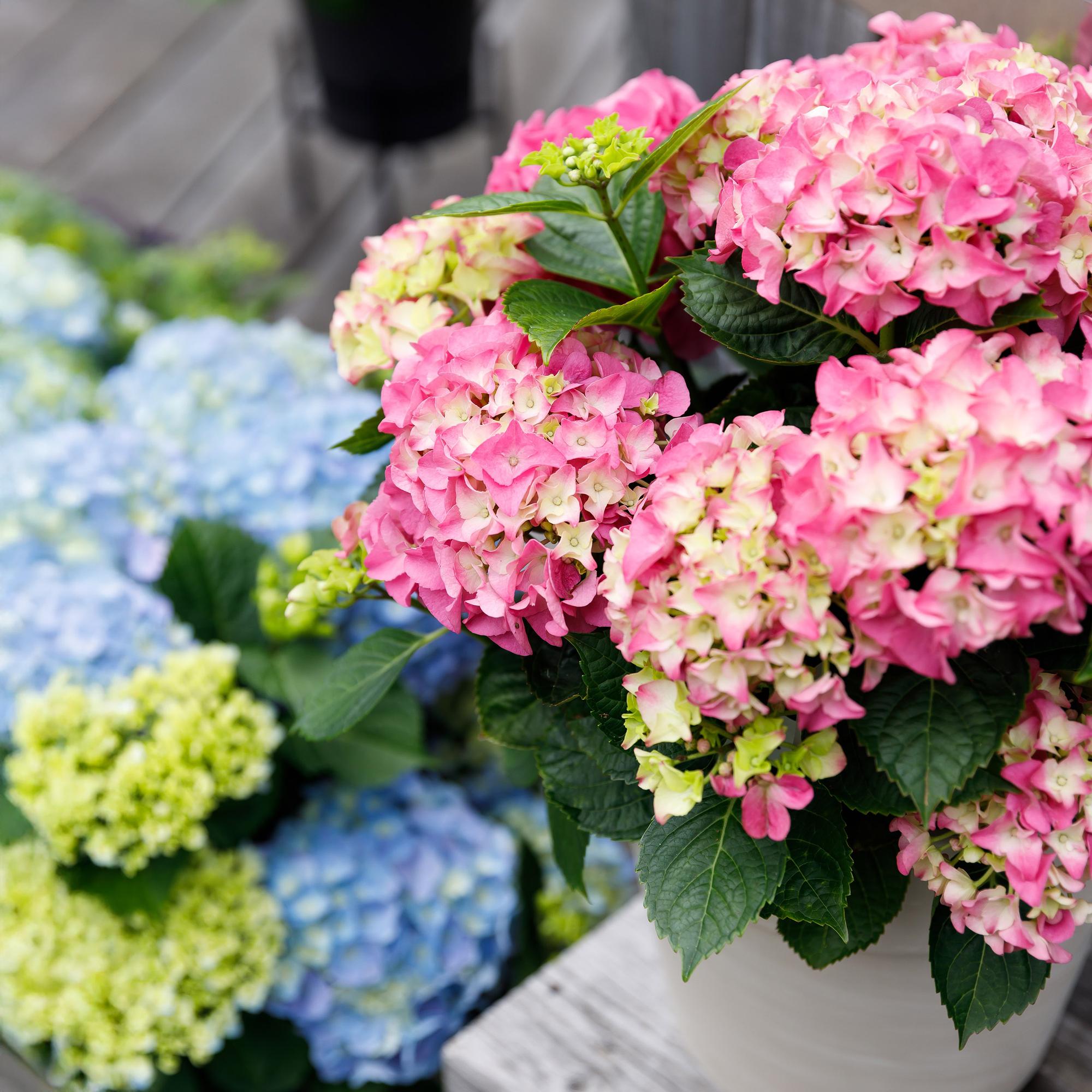 Green boutiQ - Balkonpflanze - Hortensie - Hydrangea Forever & Ever - Rosa - 7-12 Blumen - 2 Pflanzen - Topf 23cm Höhe 55cm