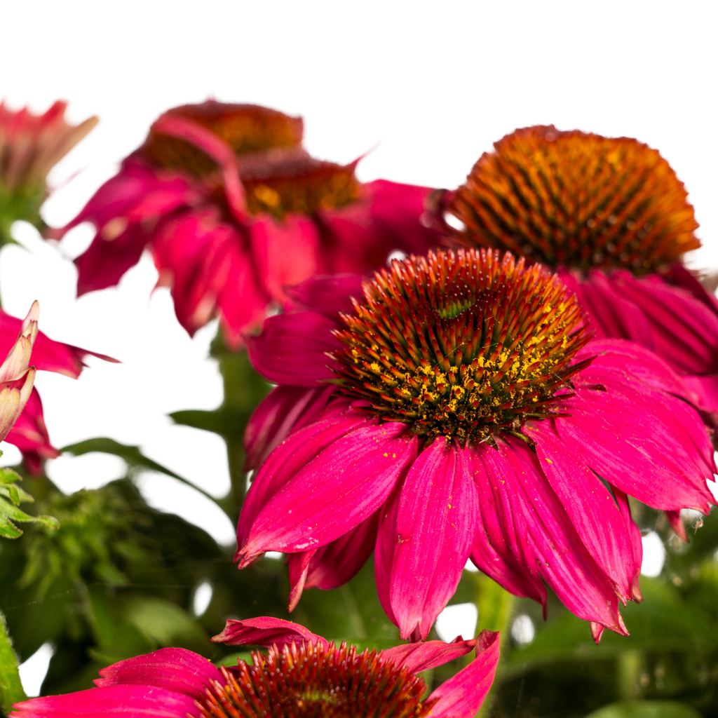 Echinacea purpurea Purple Ø19cm - ↕60 - 70cm