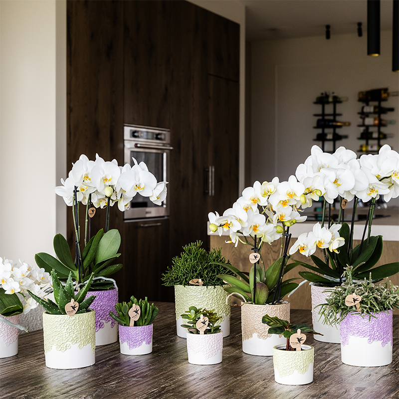 Bloom Ziertopf - Lila - Ø9cm