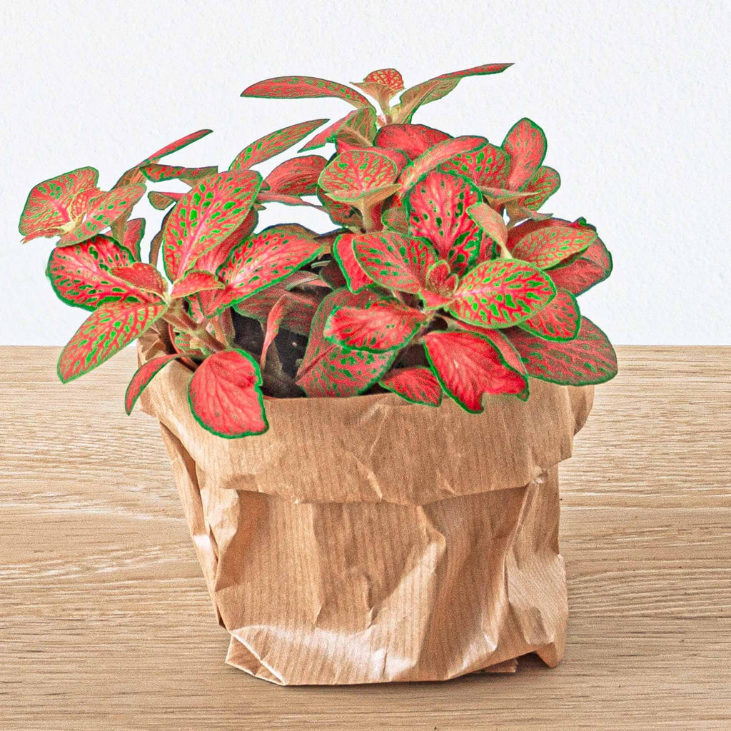 Nachfüllset für Pflanzenterrarium & Starter-Set – 5 Pflanzen