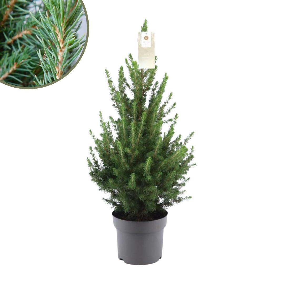 Kleiner Weihnachtsbaum - Picea gl. Conica 'December' Ø19