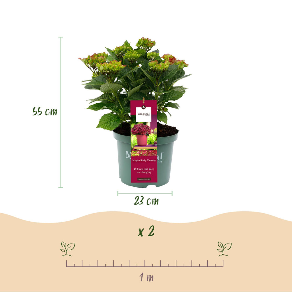 Green boutiQ - Balkonpflanze - Hortensie - Hydrangea Magical Teusday & Saphire - Rot - 6-10 Blumen - Topf 23cm Höhe 55cm