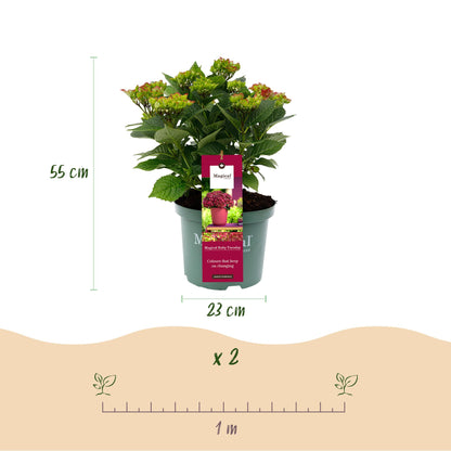 Green boutiQ - Balkonpflanze - Hortensie - Hydrangea Magical Teusday & Saphire - Rot - 6-10 Blumen - Topf 23cm Höhe 55cm