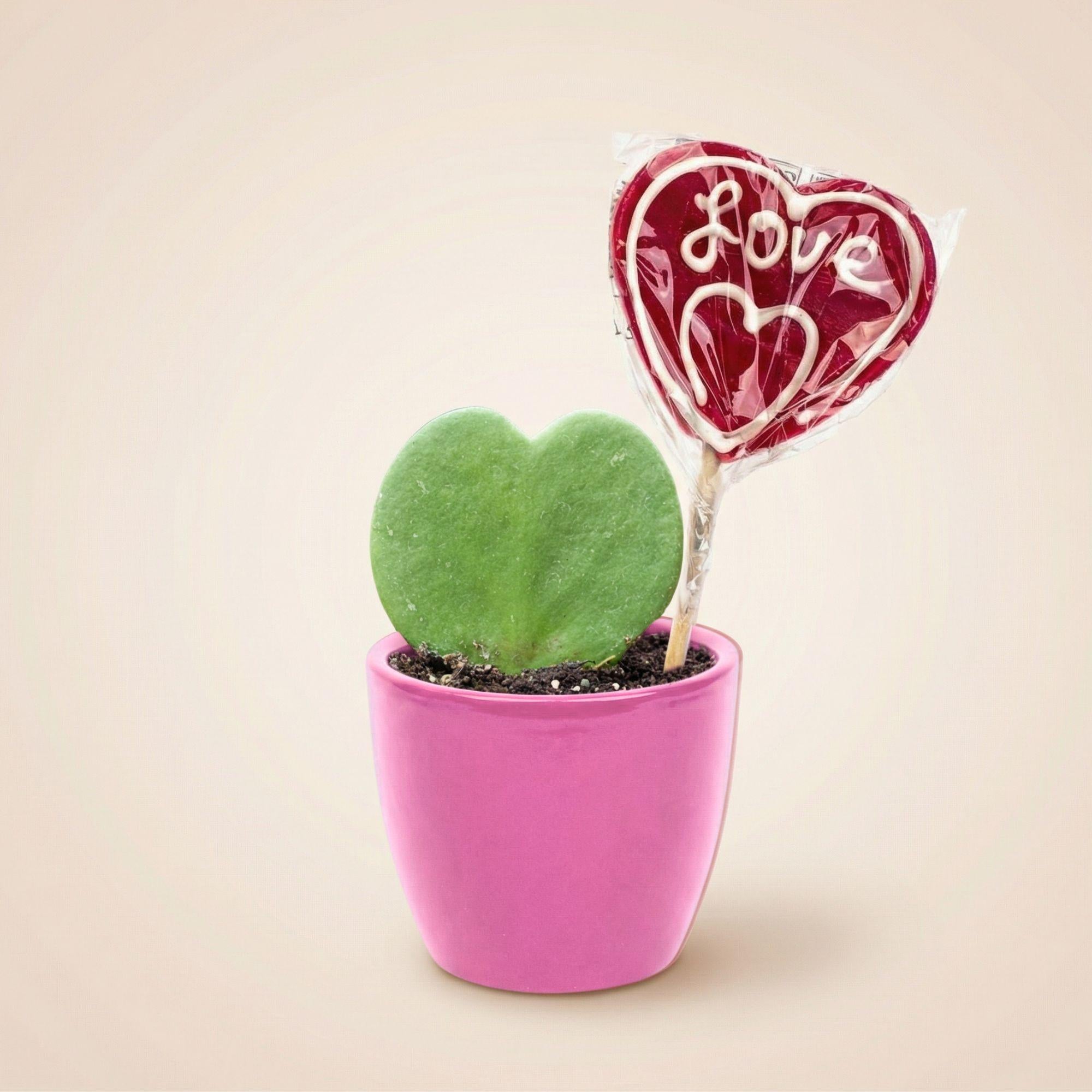 Sweetheart Plant Set – Grünes Mini-Geschenk – Topf & Pflanze Set – Rosa