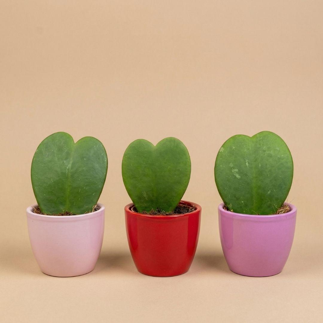 Pflanzen Set von 3 mit mini Topf - Love - Hoya Kerrii - rosa/rot - Ø 6 cm