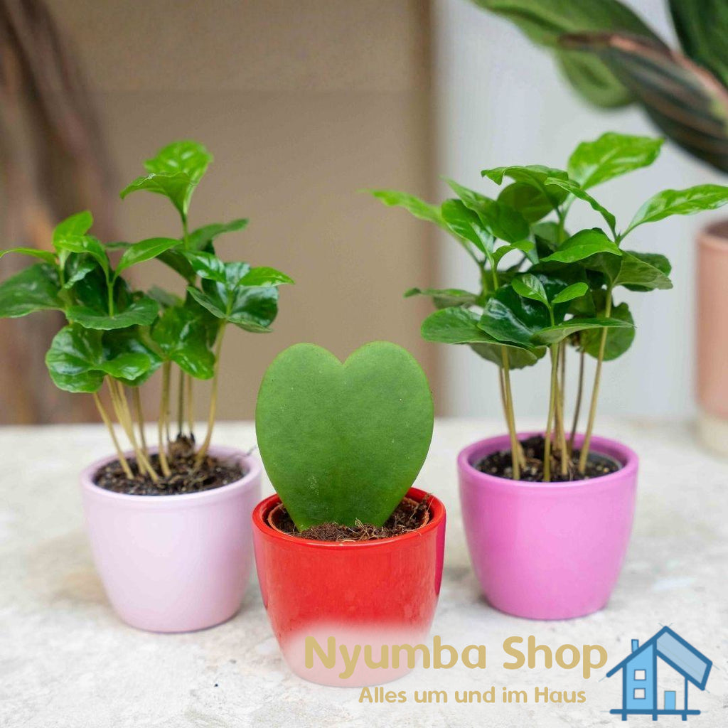 Pflanzen Set von 3 mit Mini topf - Love - Coffea Arabica - rosa/rot - Ø 6 cm