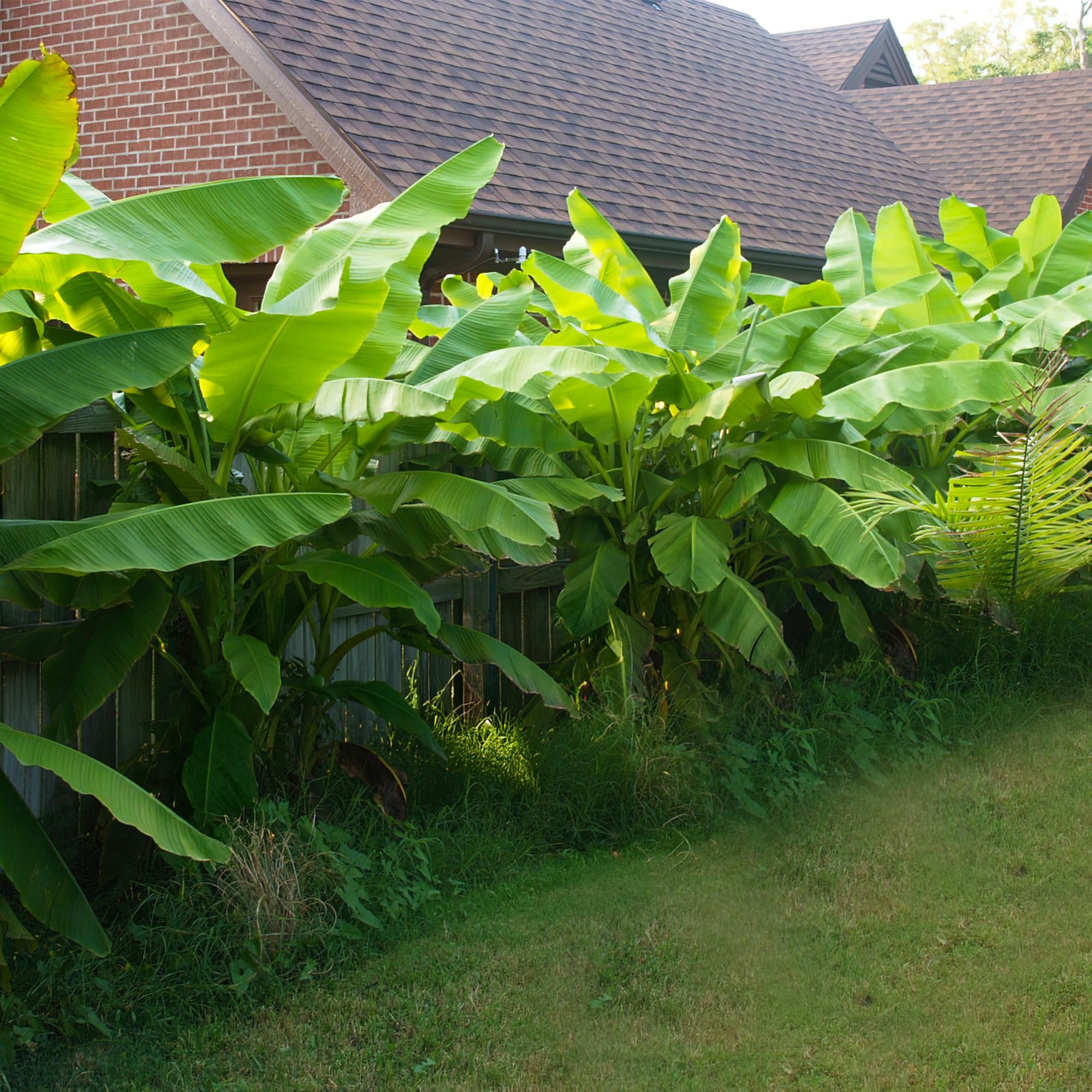 Obstpflanze - Bananenpflanze - Musa Basjoo - Winterhart - 6 Pflanzen - Topf 17cm Höhe 40cm