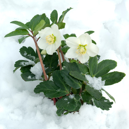 Helleborus niger ‘Christmas Carol’ – 24 Christrosen im Set (4 x Sixpack)