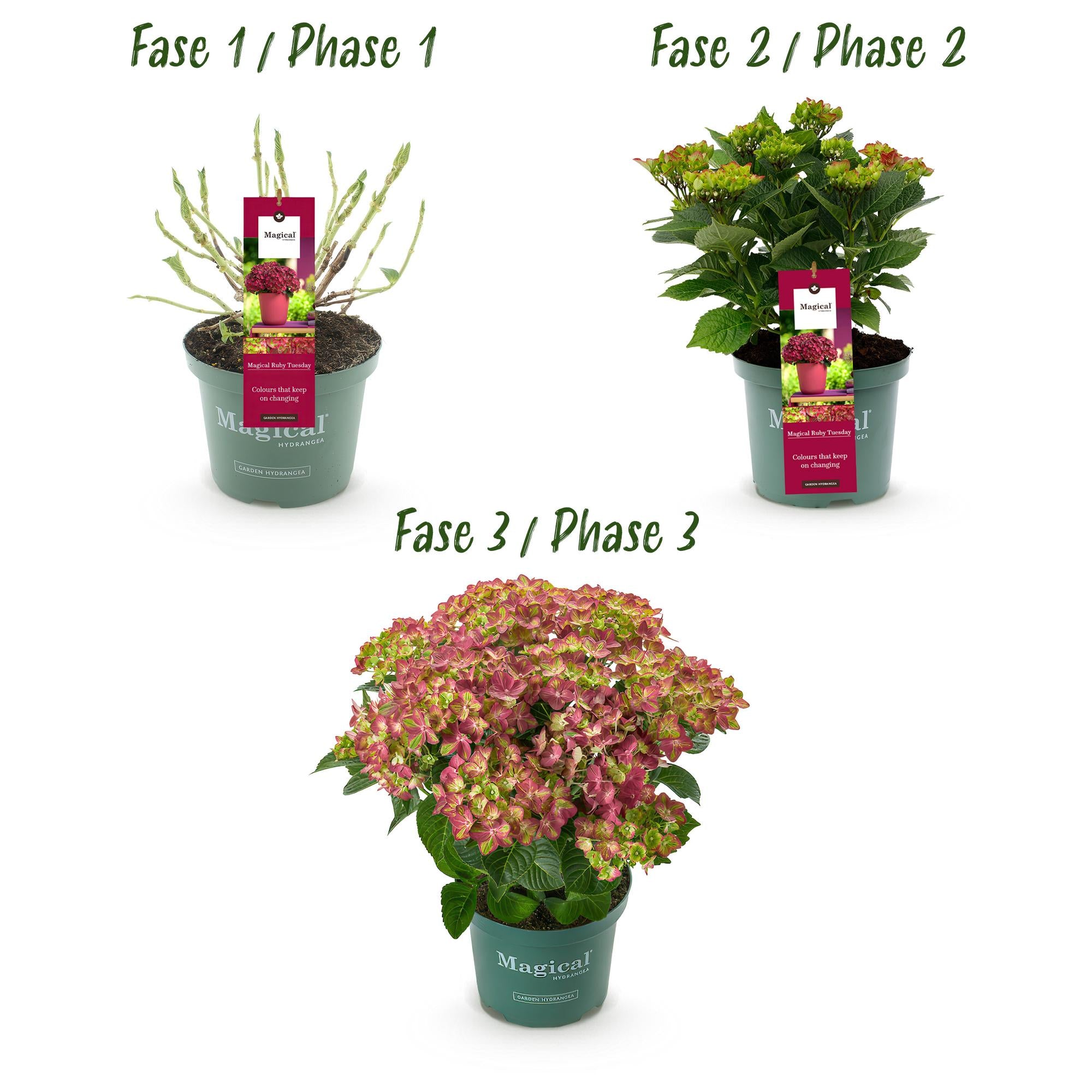 Green boutiQ - Balkonpflanze - Hortensie - Hydrangea Magical Teusday & Saphire - Rot - 6-10 Blumen - Topf 23cm Höhe 55cm