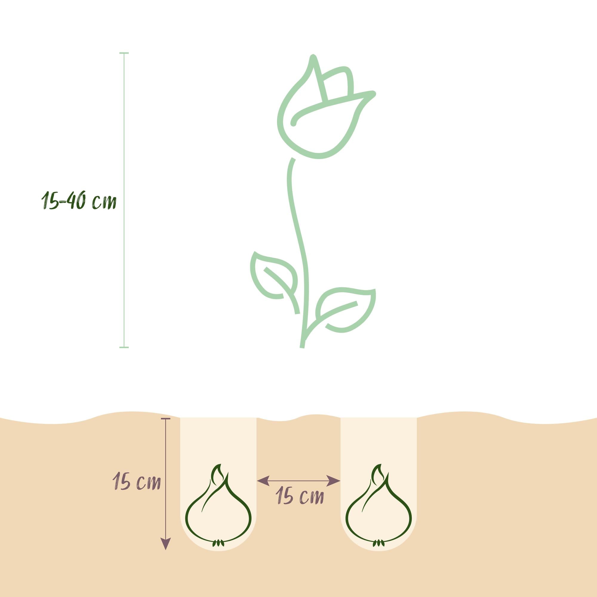 GreenboutiQ - Blumenzwiebeln -  Verschiedene Farben - 125 Stück - Geschenkverpackung