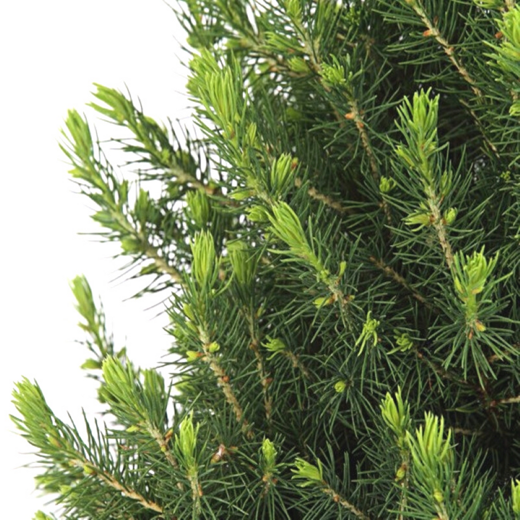 Kleiner Weihnachtsbaum in Weihnachtsbeutel rot – 70 cm – Picea Glauca Conica – Einzelstück