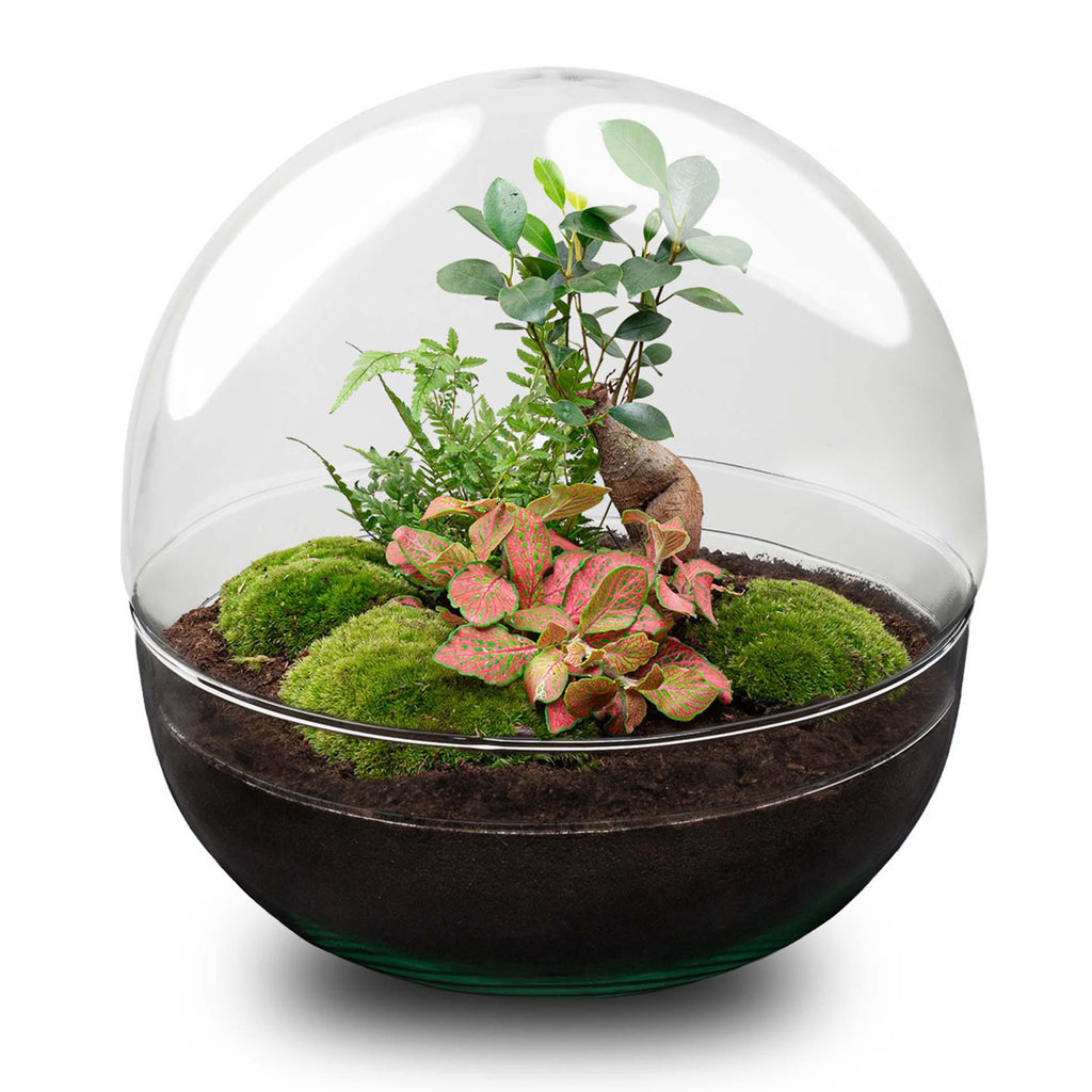 Flaschengarten - Dome XL - Ficus Ginseng Bonsai - ↕ 30 cm - Keine Werkzeuge