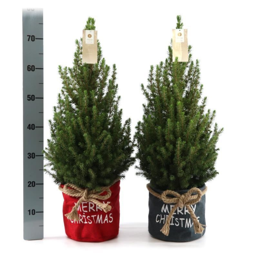 Kleiner Weihnachtsbaum in Weihnachtsbeutel rot – 70 cm – Picea Glauca Conica – Einzelstück
