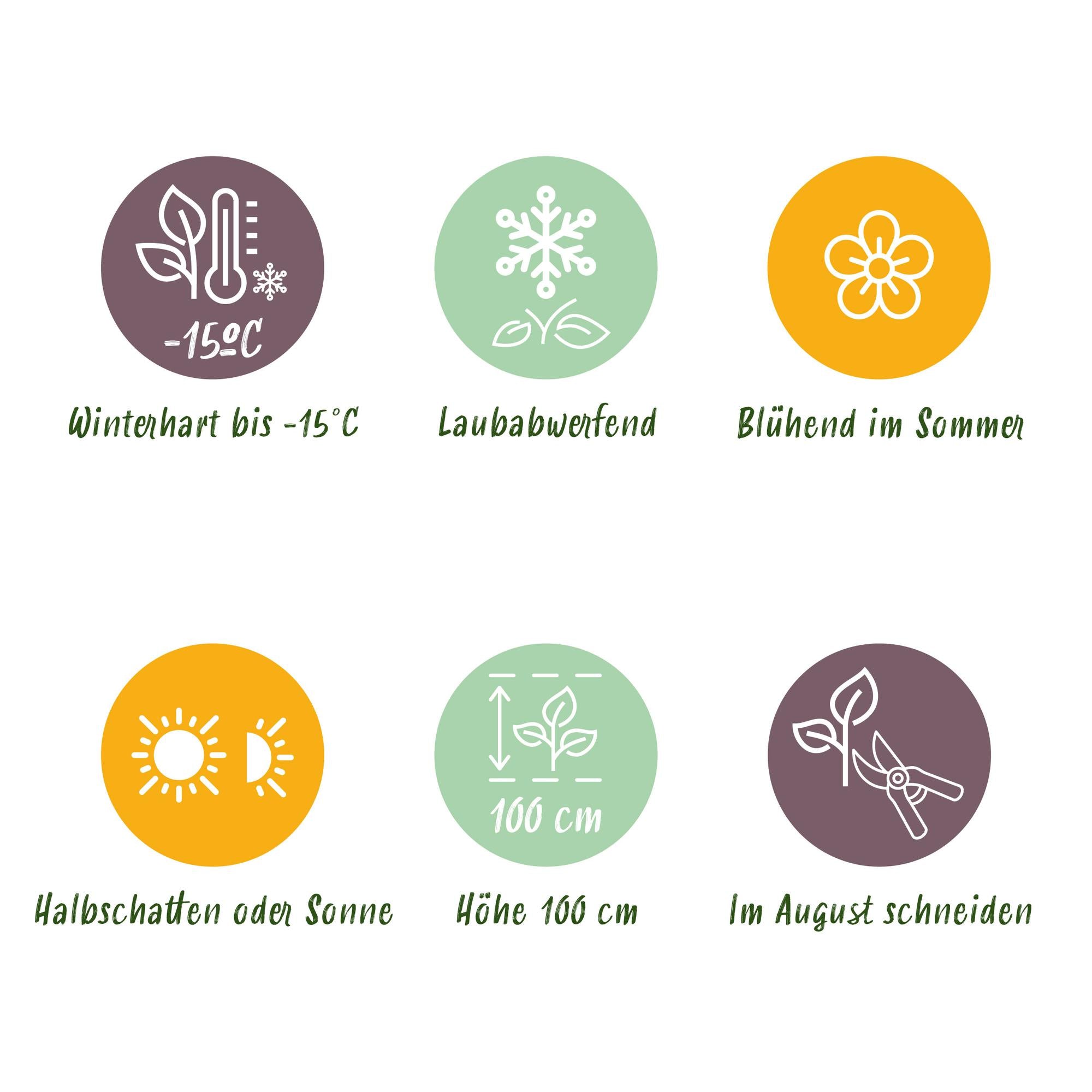 Green boutiQ - Balkonpflanze - Hortensie - Hydrangea Magical Teusday & Saphire - Rot - 6-10 Blumen - Topf 23cm Höhe 55cm