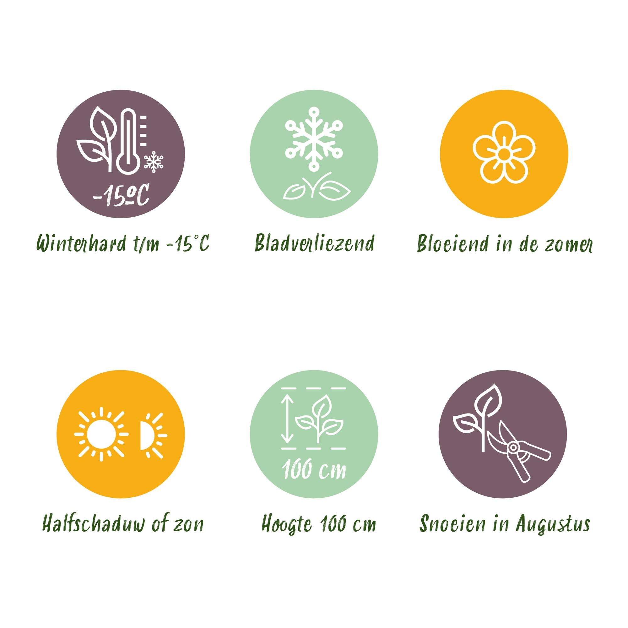 Green boutiQ - Balkonpflanze - Hortensie - Hydrangea Forever & Ever - Rosa - 7-12 Blumen - 2 Pflanzen - Topf 23cm Höhe 55cm