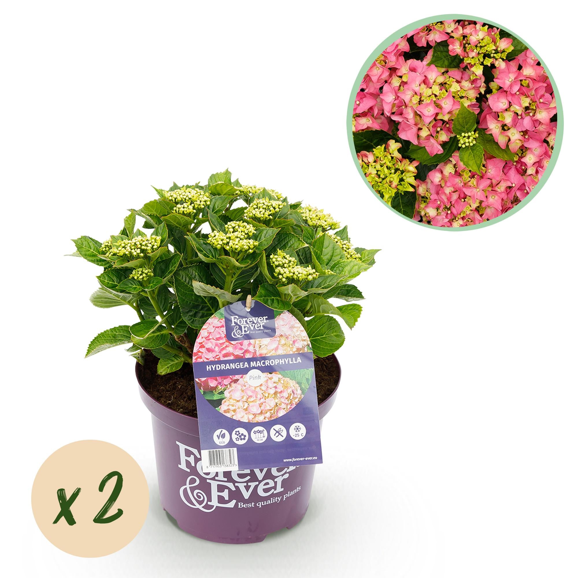 Green boutiQ - Balkonpflanze - Hortensie - Hydrangea Forever & Ever - Rosa - 7-12 Blumen - 2 Pflanzen - Topf 23cm Höhe 55cm