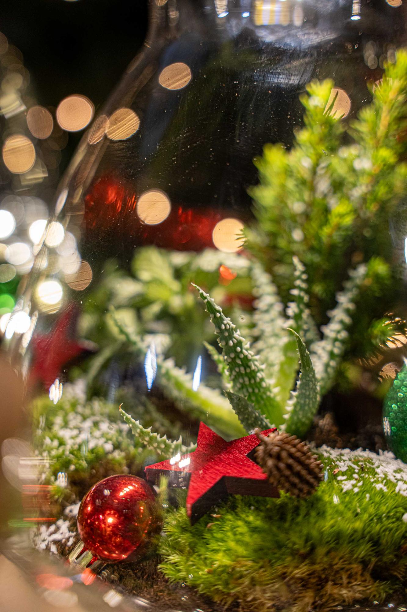 Frosty Christmas Terrarium – Pflanzen-Terrarium  DIY-Set Christmas –  –  Ø 17 cm ↑ 25 cm