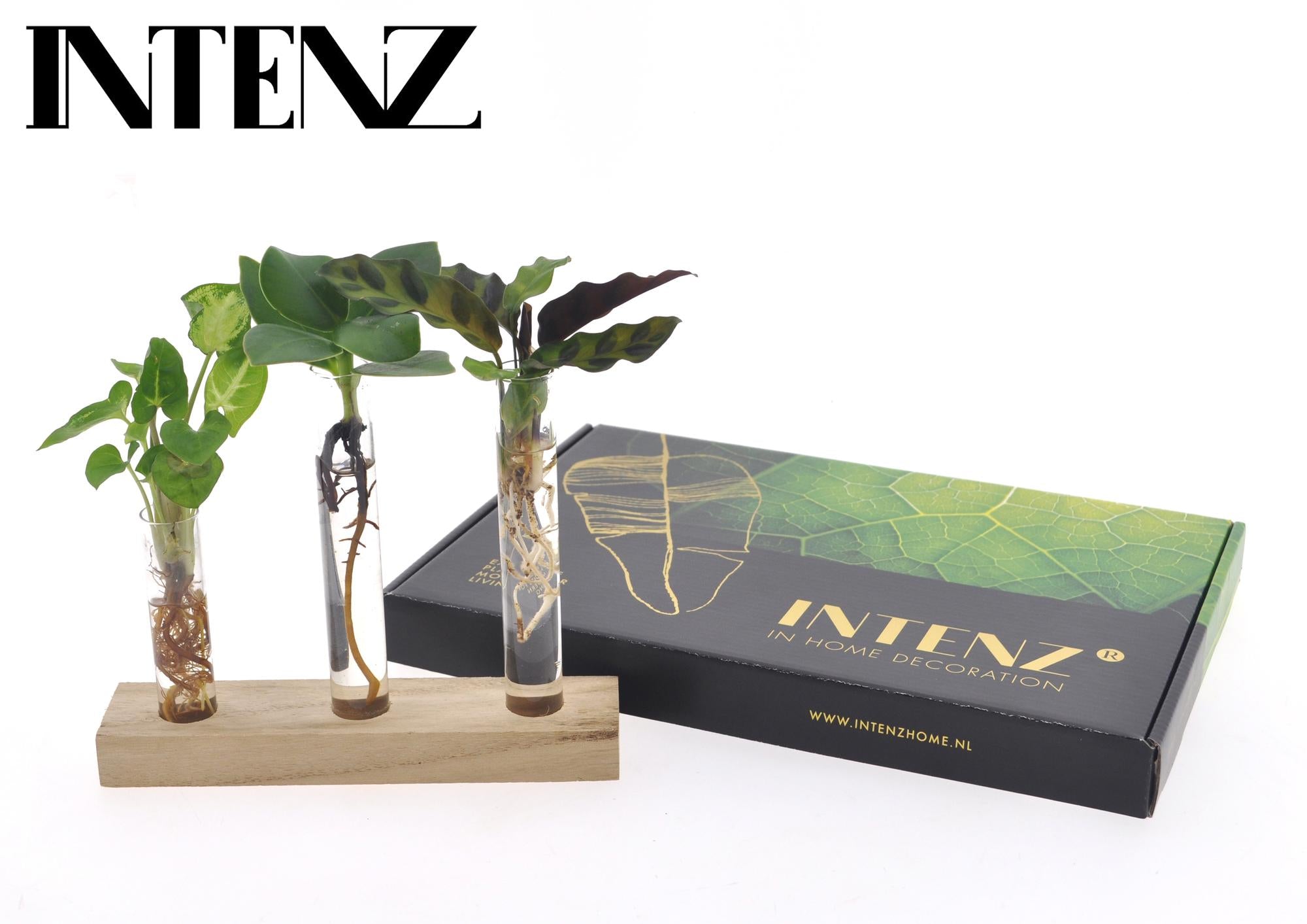 Briefkastenpaket Hydrokultur - Ø7cm - ↕10cm