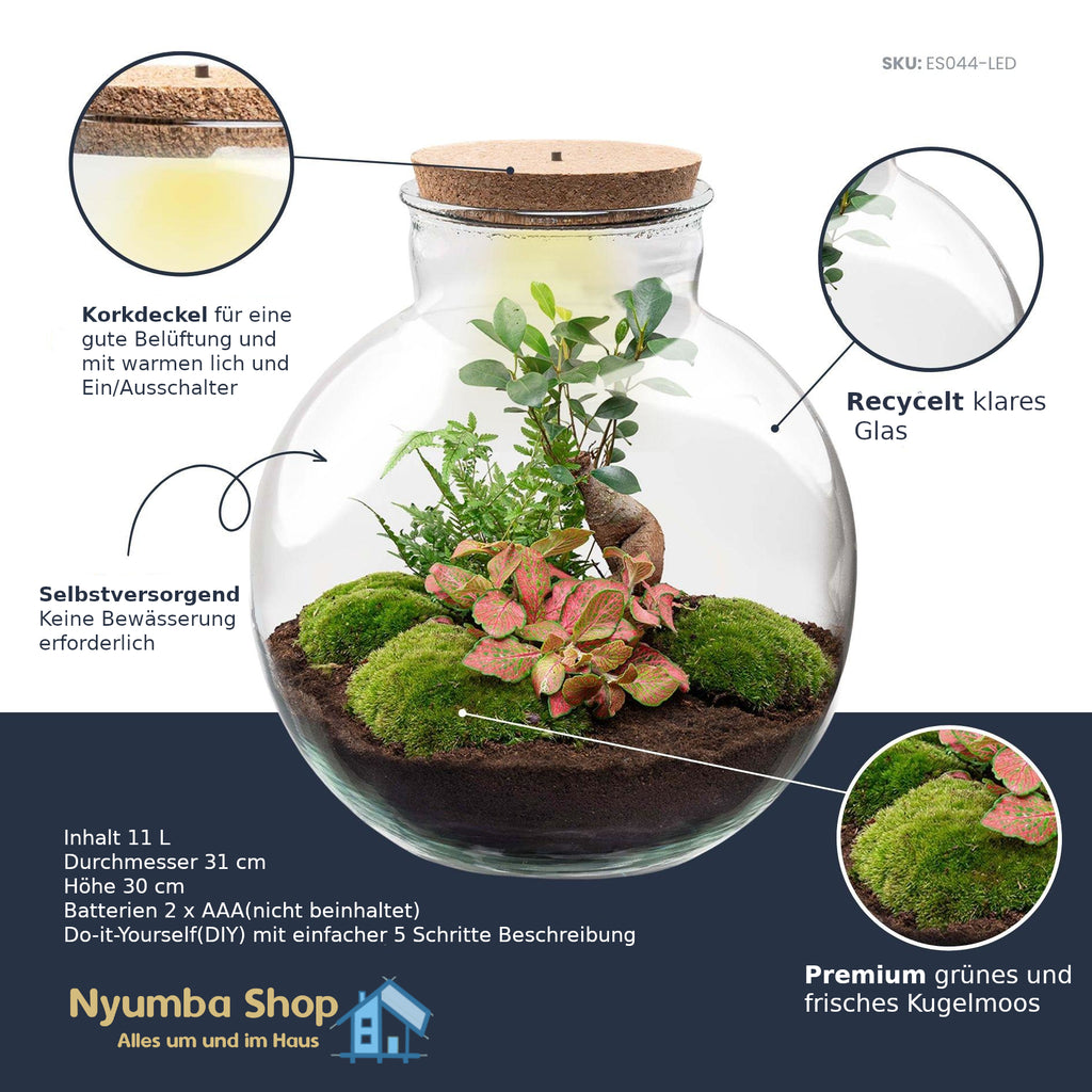 DIY-Pflanzenterrarium mit Licht – Bolder Bob Bonsai – Ø 31 cm ↑ 30 cm