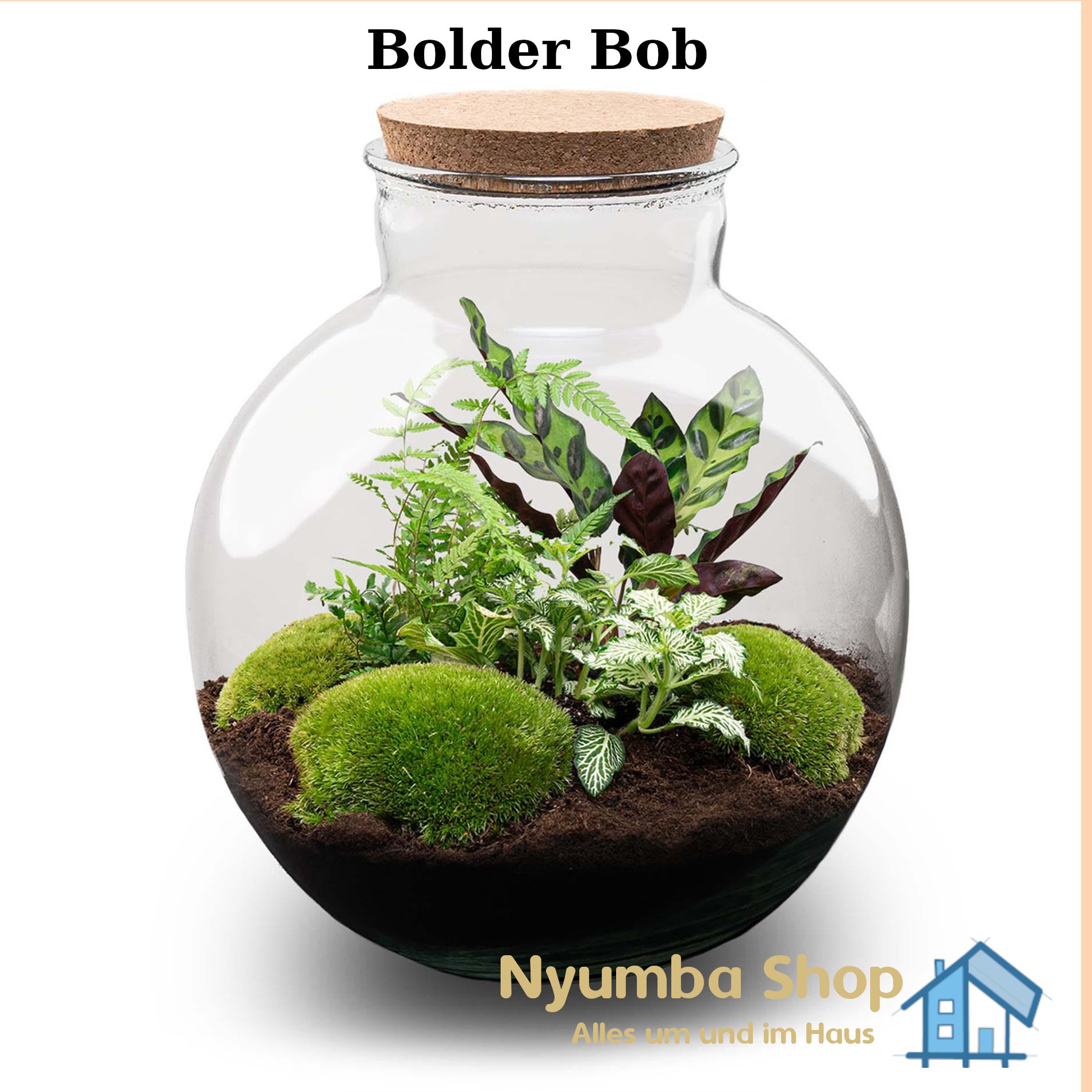 Flaschengarten - Bolder Bob - ↕ 30 cm -DIY Starter