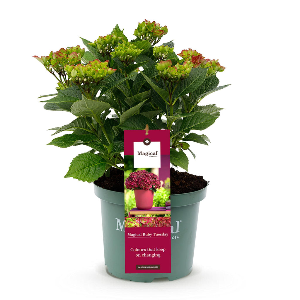 Green boutiQ - Balkonpflanze - Hortensie - Hydrangea Magical Teusday & Saphire - Rot - 6-10 Blumen - Topf 23cm Höhe 55cm