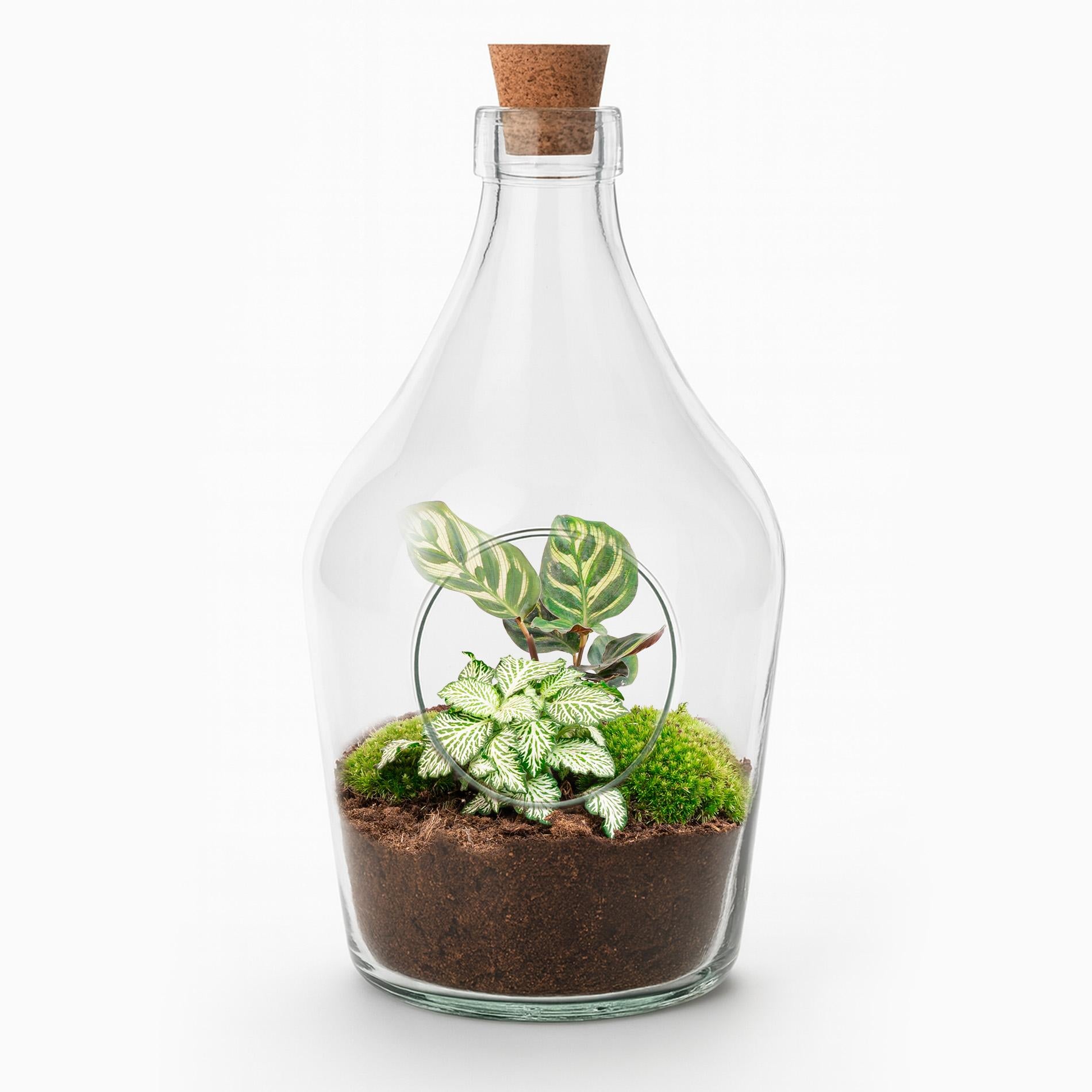 Offenes Terrarium Joss – Calathea Makoyana & Fittonia White Tiger – ↑ 30 cm