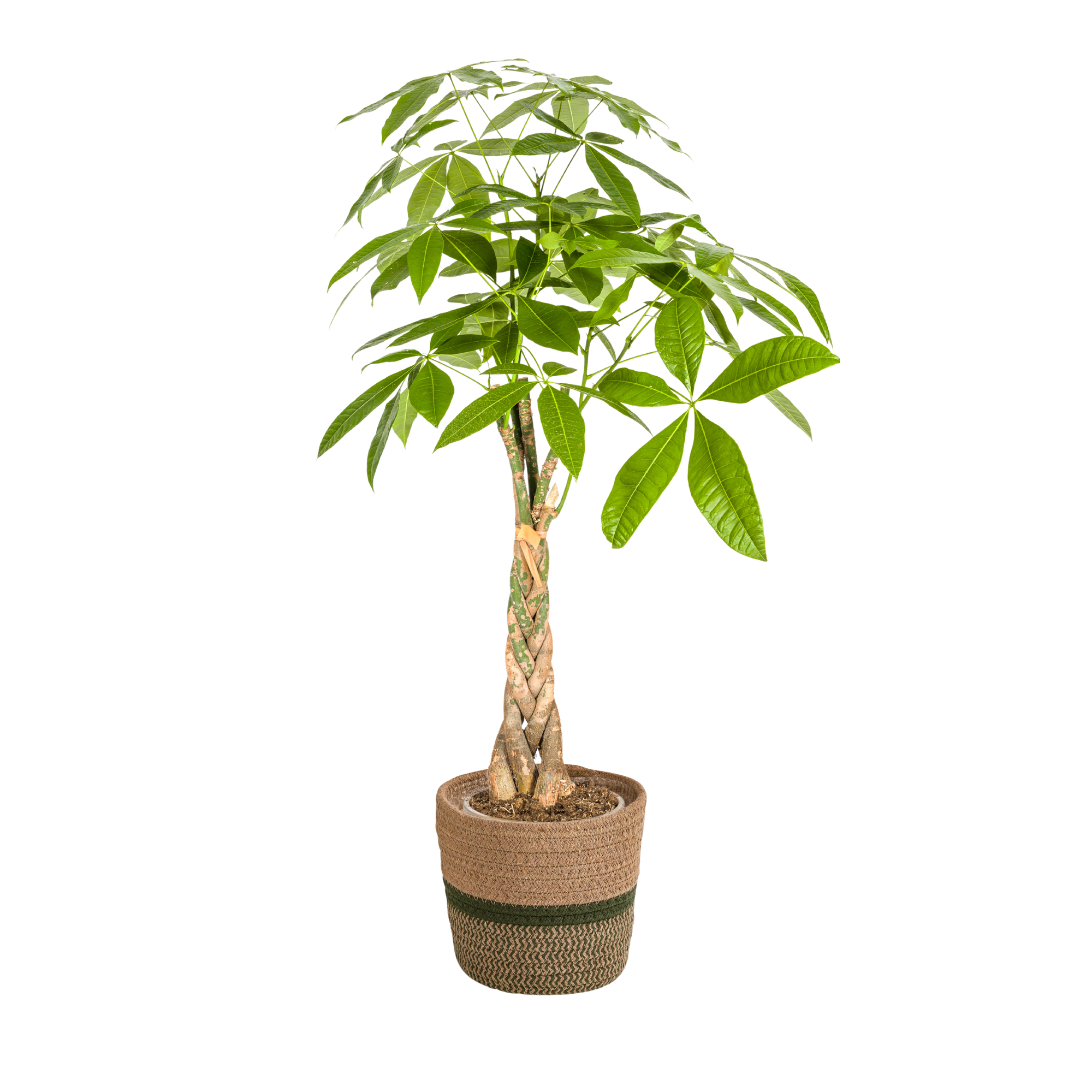 Pachira Aquatica mit Korb Ø21cm - ↕90 - 110cm