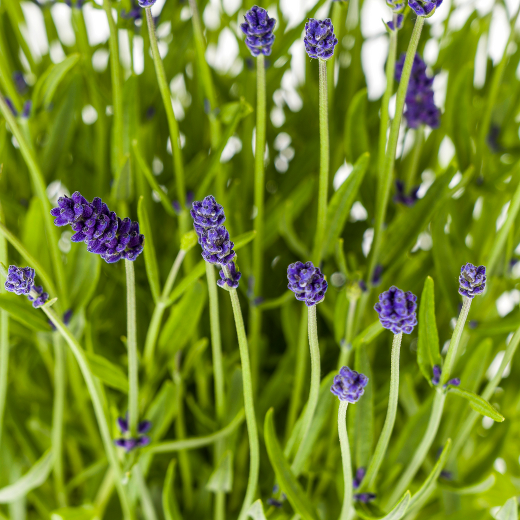 4x Lavandula angustifolia Ø19cm - ↕40 - 50cm