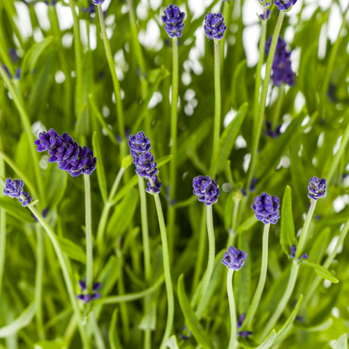 4x Lavandula angustifolia Ø19cm - ↕40 - 50cm
