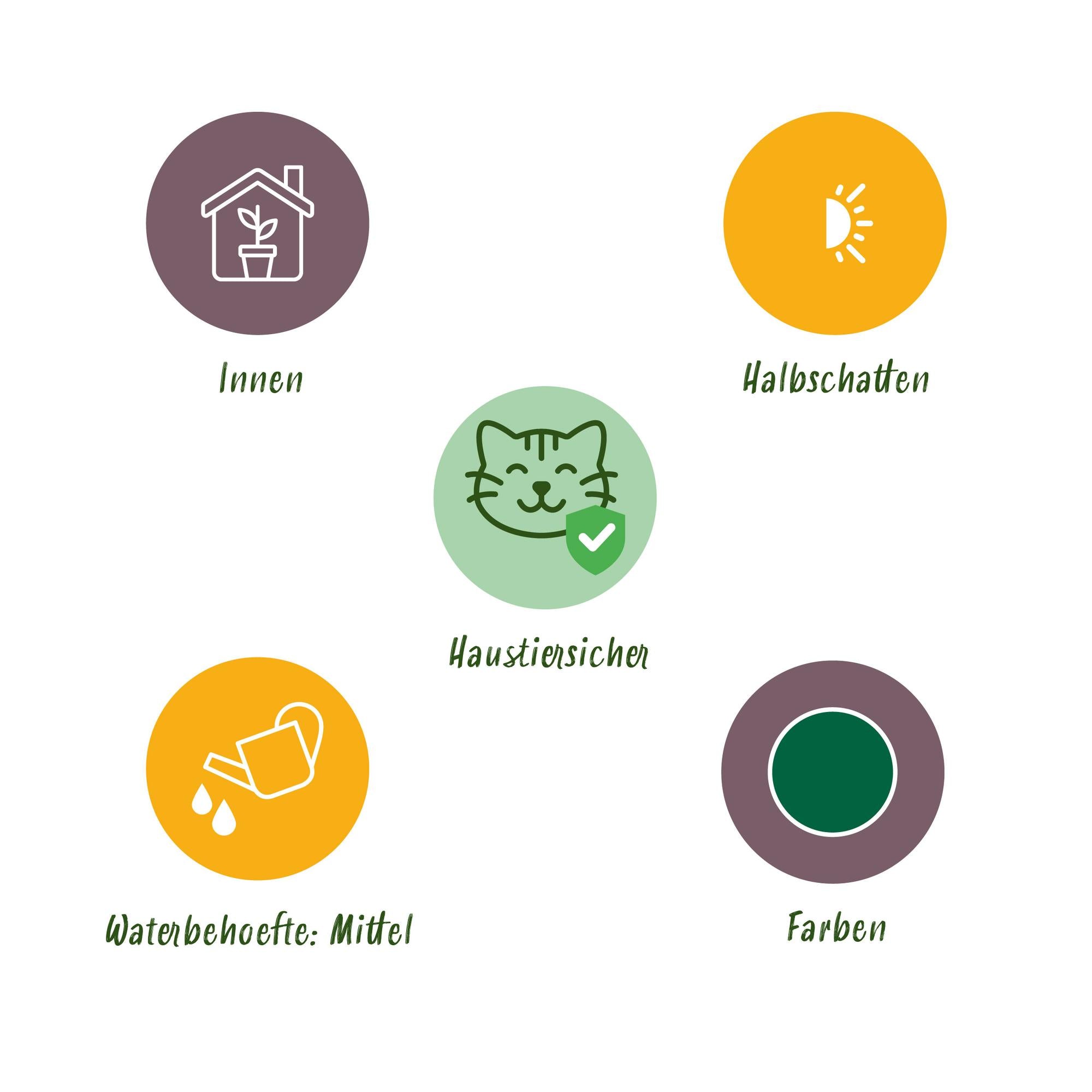 Green boutiQ - Zimmerpflanze - Nephrolepsis exaltata Green Lady - Farn - Haustierfreundlich - Grün - 2 Pflanzen - Topf 12cm - Höhe 28-30cm