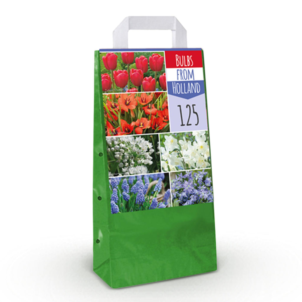GreenboutiQ - Blumenzwiebeln -  Verschiedene Farben - 125 Stück - Geschenkverpackung