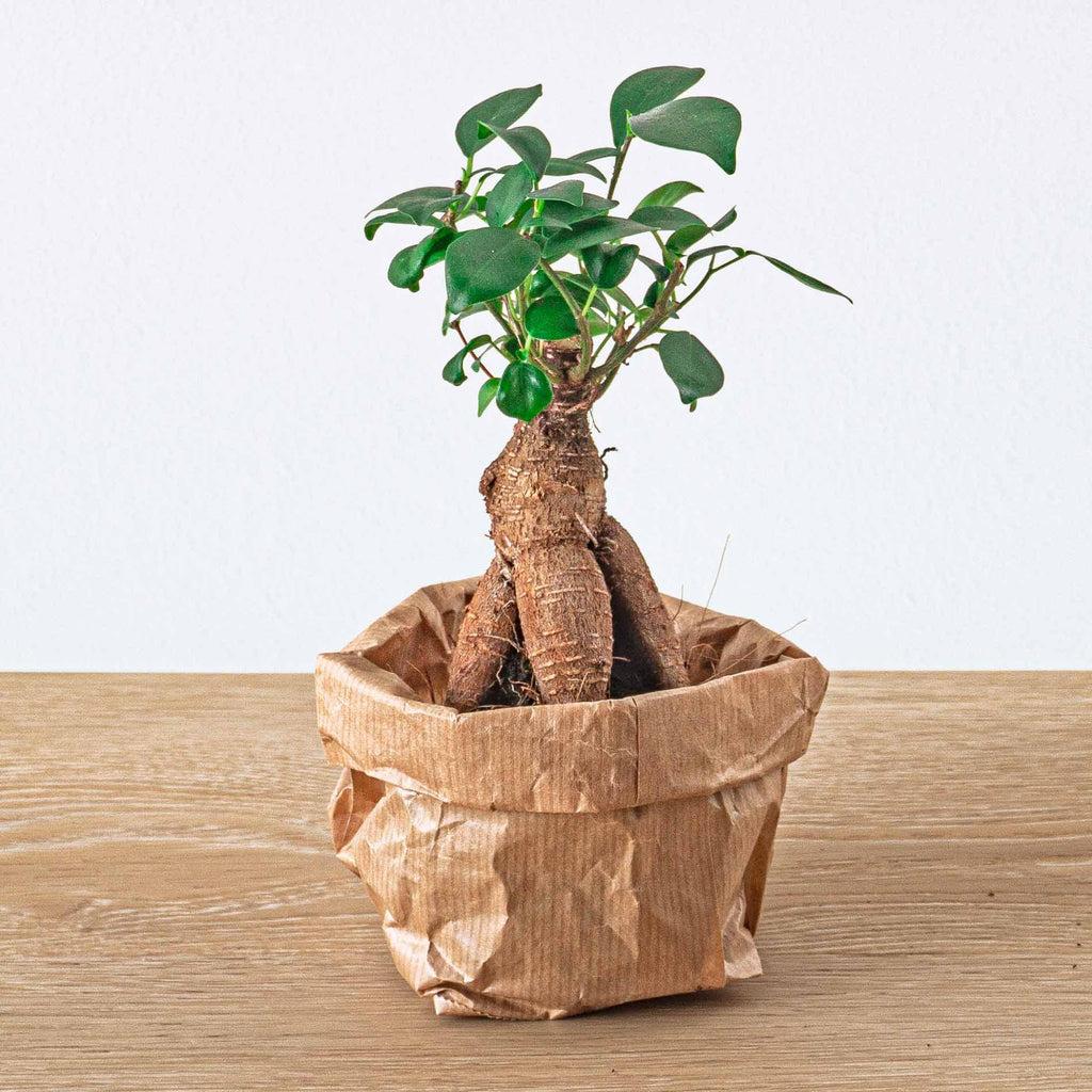 Nachfüllset für Pflanzenterrarium & Starter-Set – 5 Pflanzen