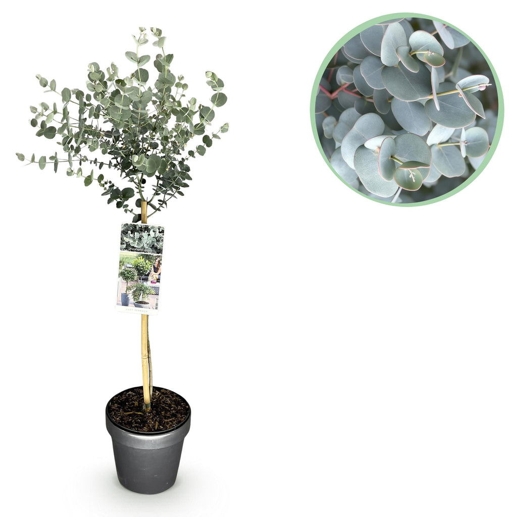 Pflanzen auf Stamm - Eucalyptus gunni Azure - Terrassenpflanze - Immergrün - Winterhart - Graues Blatt - Topf 19 cm Höhe 90 cm