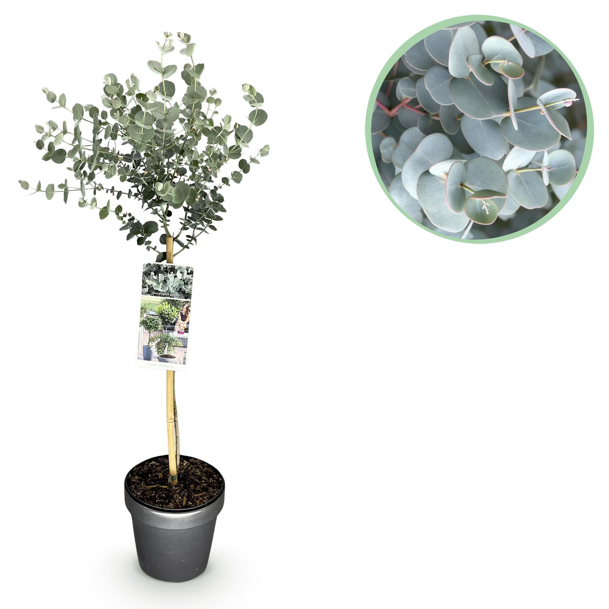 Pflanzen auf Stamm - Eucalyptus gunni Azure - Terrassenpflanze - Immergrün - Winterhart - Graues Blatt - Topf 19 cm Höhe 90 cm