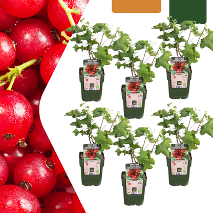 6 x Bio-Stachelbeerpflanzen – Ø 13 cm – ↨ 20 cm