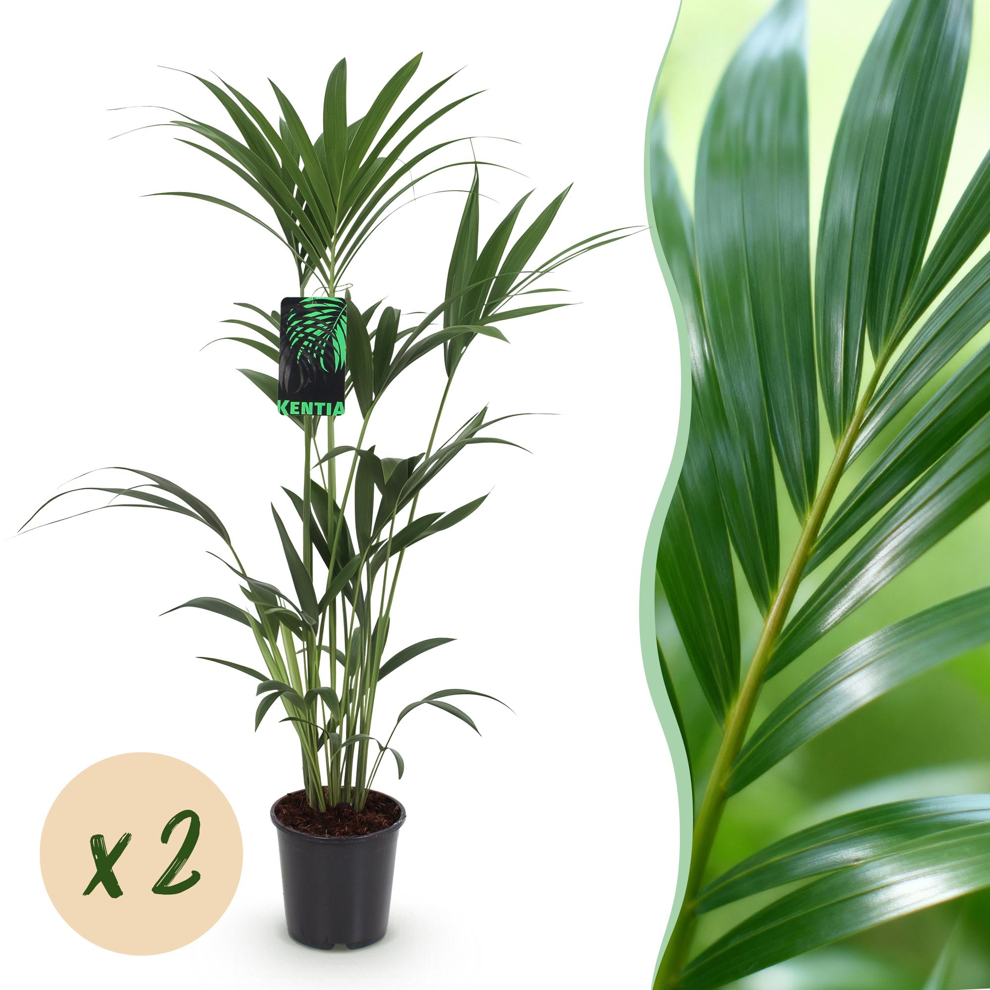 Green boutiQ - Zimmerpflanze - Howea Forsteriana - Kentia Palme - Wenig Pflege - Grün - 2 Pflanzen - Topf 21cm - Höhe 120-130cm