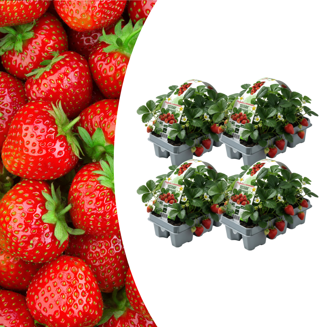 Erdbeeren,4 x 6er-Pack (Fragaria), 100 % biologisch