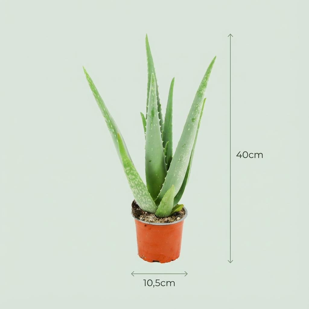 Aloë Vera - 4 Stück - Ø 10,5 cm - Höhe: 35 - 40cm