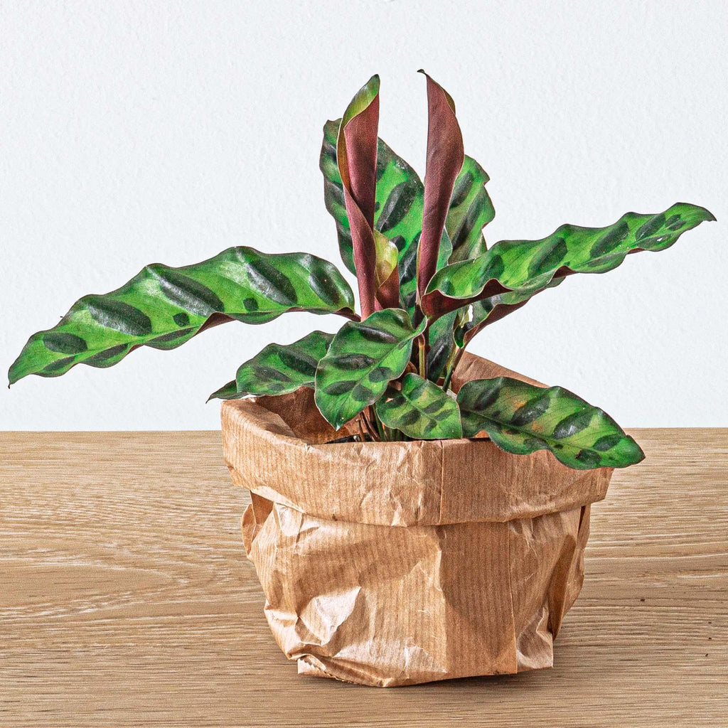 Nachfüllset für Pflanzenterrarium & Starter-Set – 5 Pflanzen