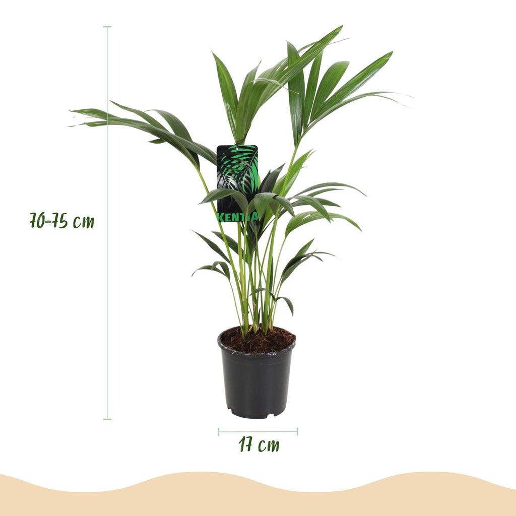Green boutiQ - Zimmerpflanze - Howea Forsteriana - Kentia Palme - Wenig Pflege - Grün - 1 Pflanze - Topf 17cm - Höhe 70-75cm